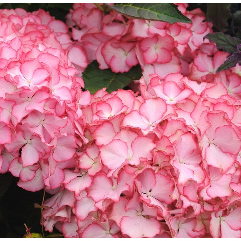 HYDRANGEA M. ADULA PINK