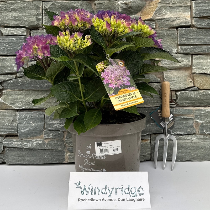 HYDRANGEA M. AMOR