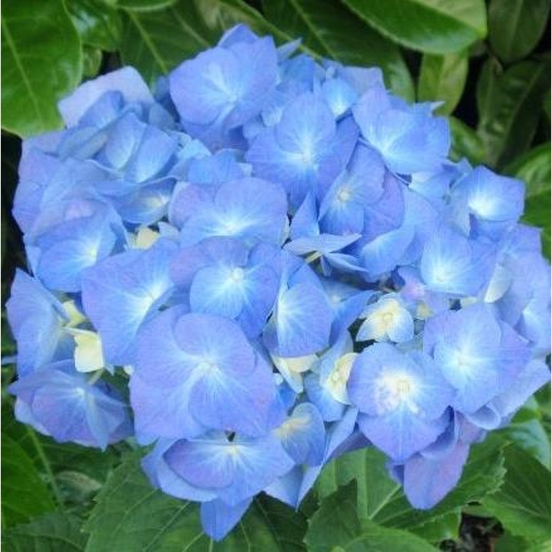 HYDRANGEA M. BELA BLUE 7.5Ltr