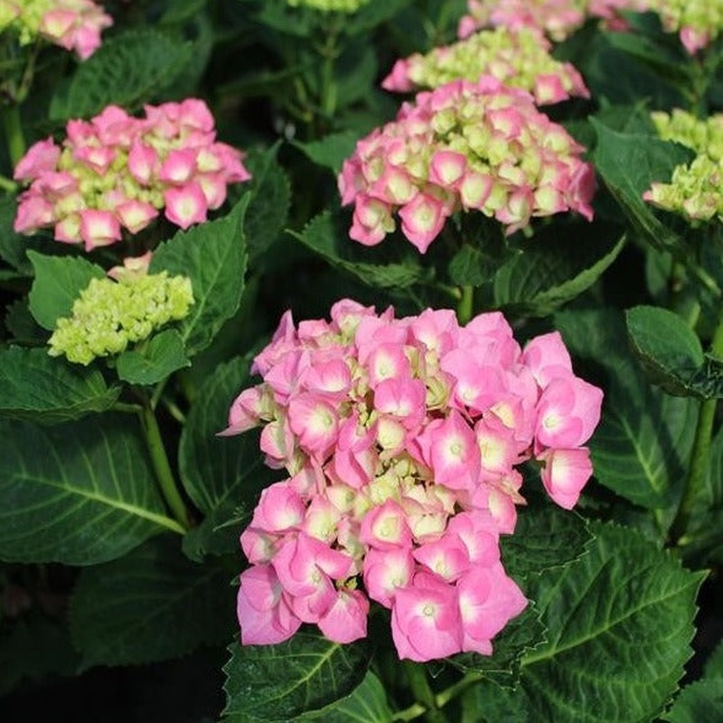 HYDRANGEA M. BERLIN PINK