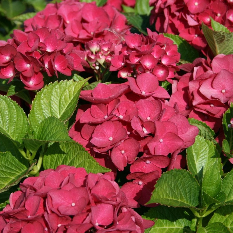 HYDRANGEA M. RED BARON 7.5Ltr Pot