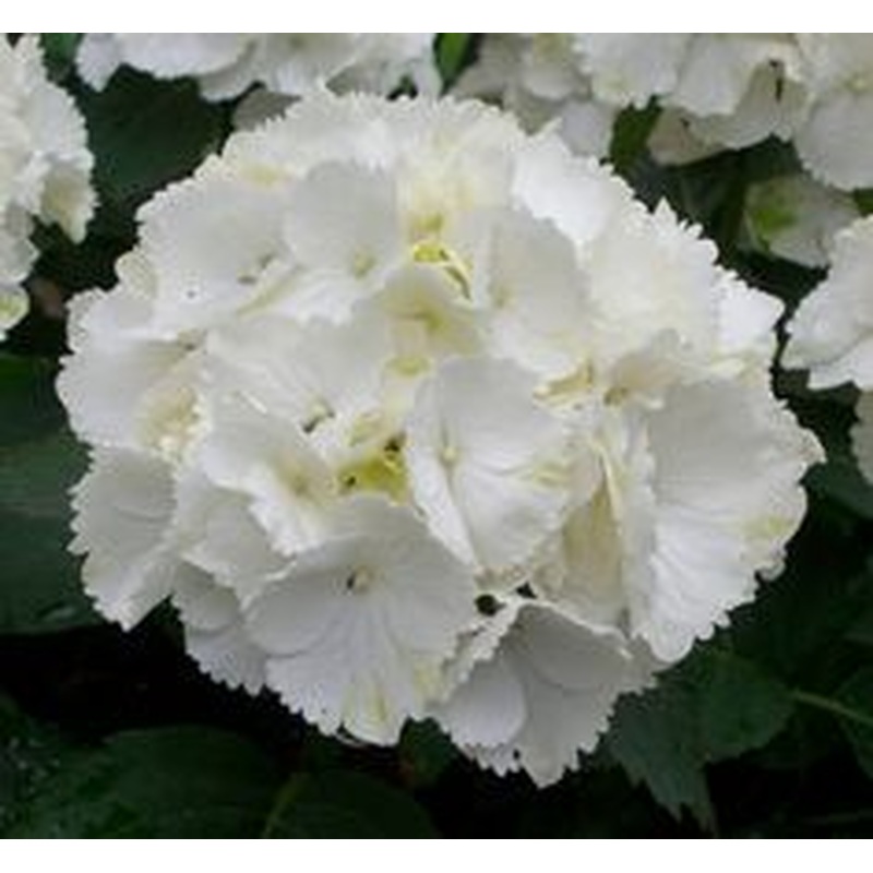 HYDRANGEA M. SNOWBALL