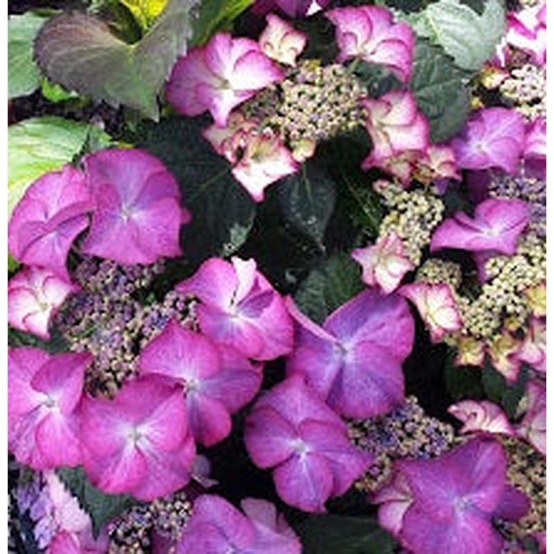 HYDRANGEA M. TIFFANY PURPLE 7.5Ltr Pot