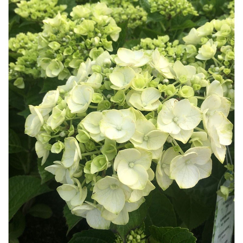 HYDRANGEA M. WHITE ADORE