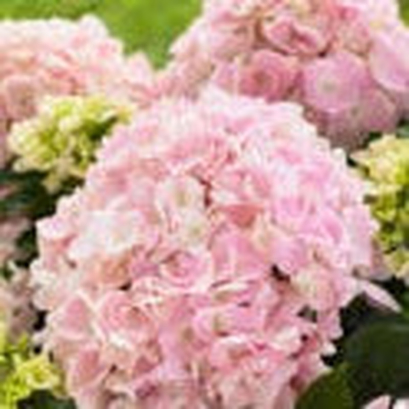 HYDRANGEA MUSICAL SOFT PINK SALSA