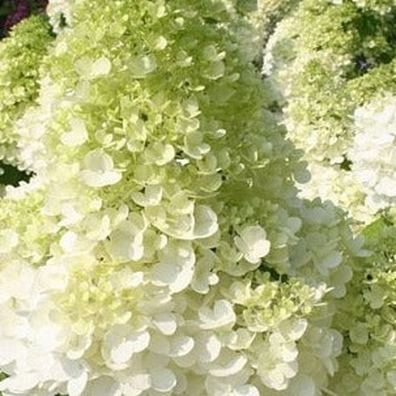 HYDRANGEA PAN. MAGICAL MOONLIGHT