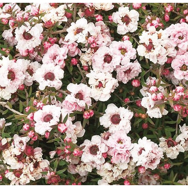 LEPTOSPERMUM S. APPLE BLOSSOM