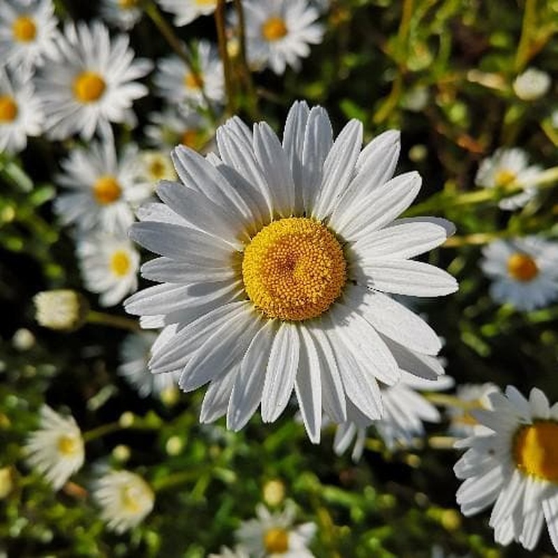 Leucanthemum vulgare May Queen