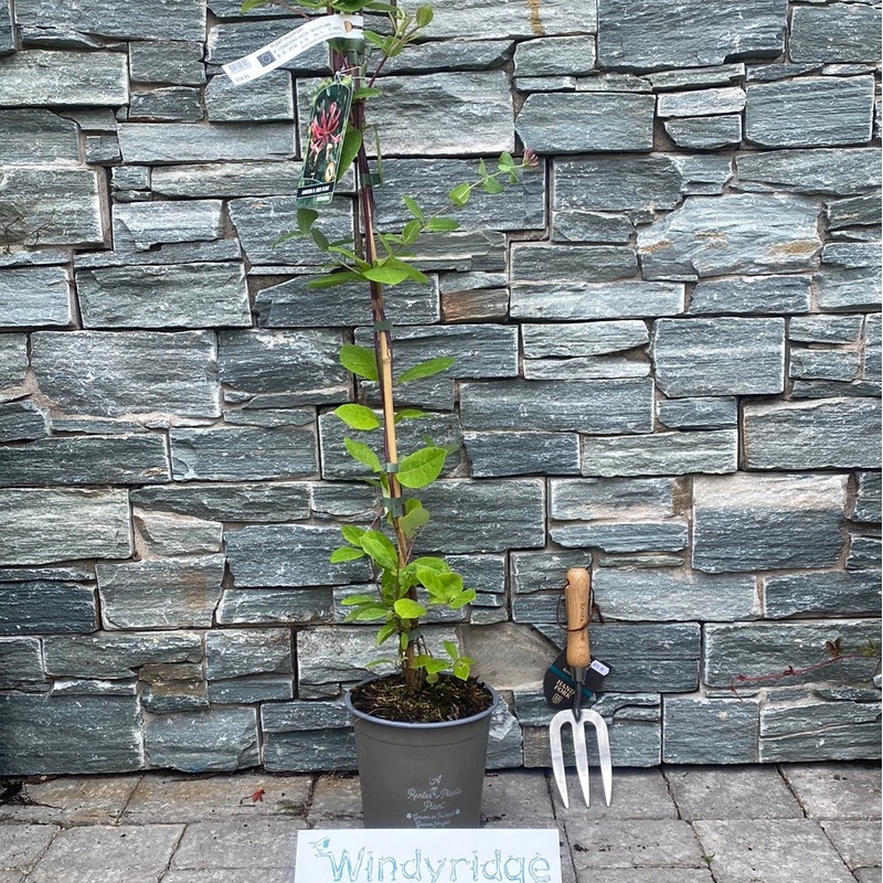 LONICERA HECK. GOLDFLAME