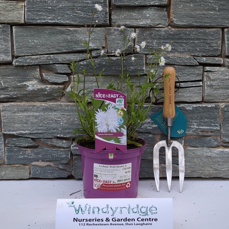 Lychnis Petit Henri 2L