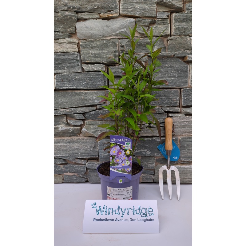 Michaelmas Daisy Aster Little Carlow (2Ltr Pot)
