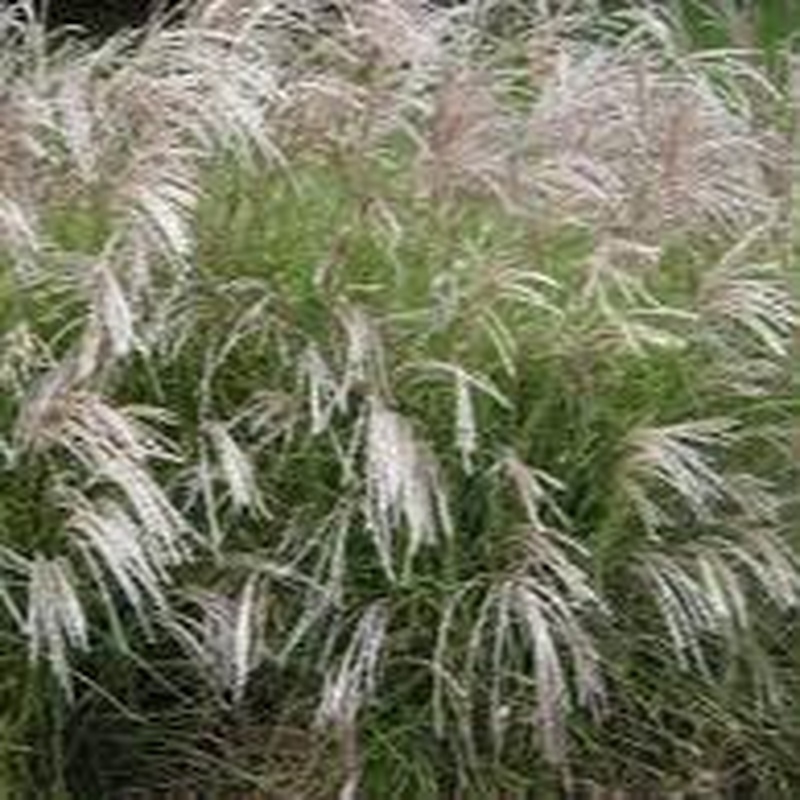Miscanthus sin. Silberfeder