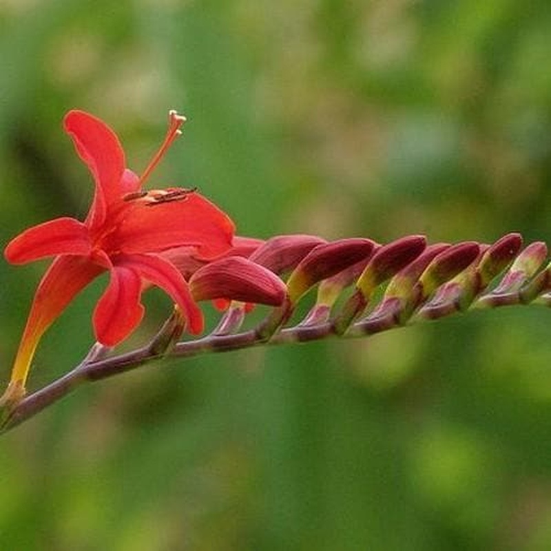 Montbretia (Crocosmia Lucifer)