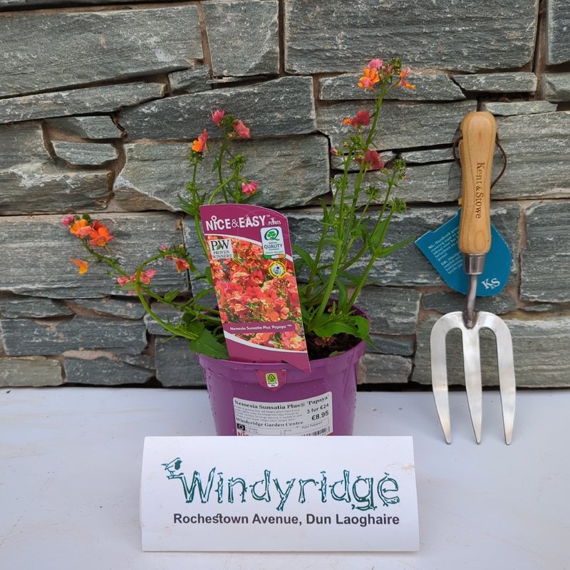 Nemesia Sunsatia Plus Papaya 2L