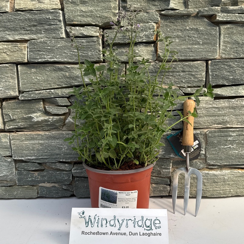 NEPETA faas. Six Hills Giant