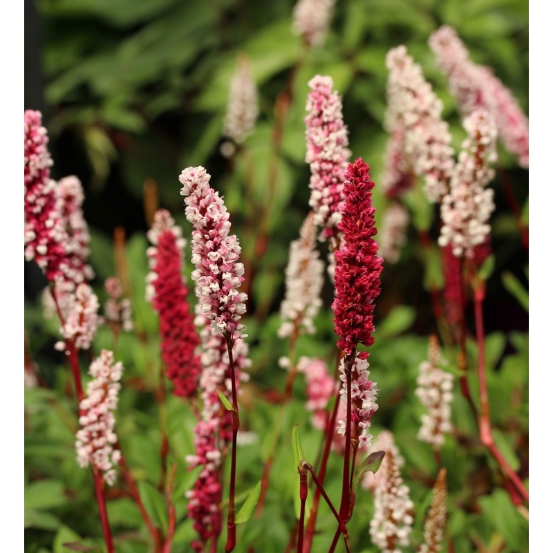 Persicaria aff. Darjeeling Red