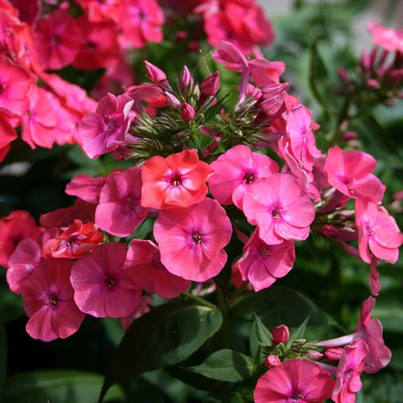 Phlox Famous Coral