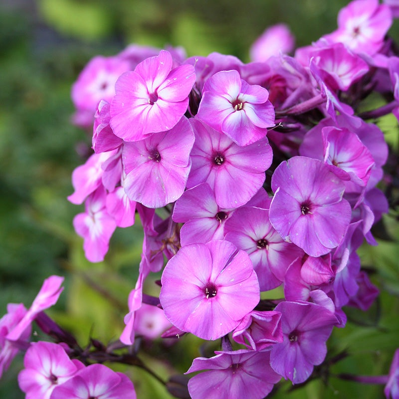Phlox Famous Purple