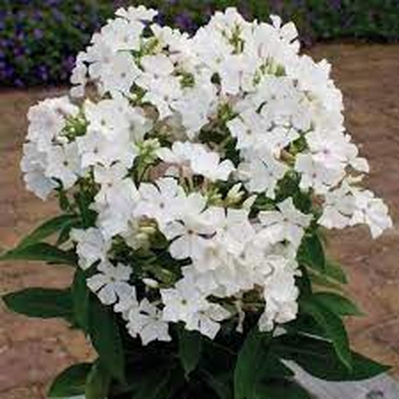 Phlox Famous White (2Ltr Pot)