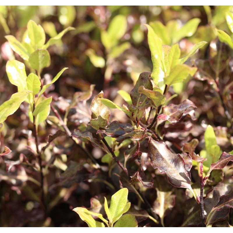 PITTOSPORUM T. TOM THUMB