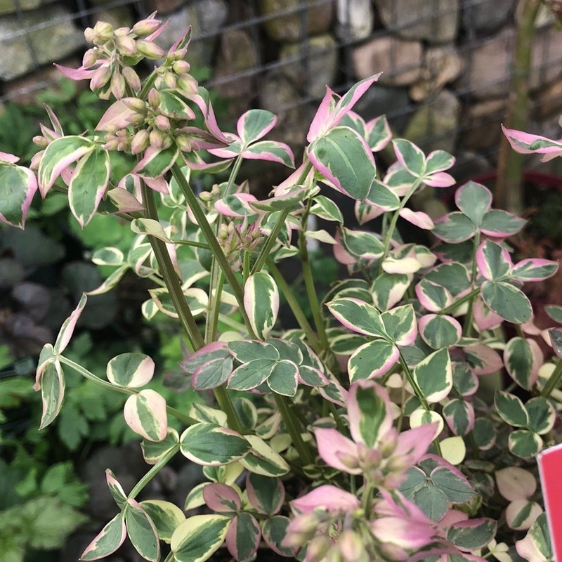 Polemonium Stairway to Heaven