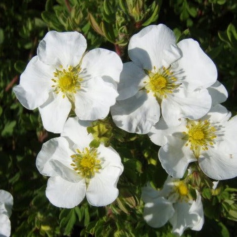 POTENTILLA FRUT. ABBOTSWOOD