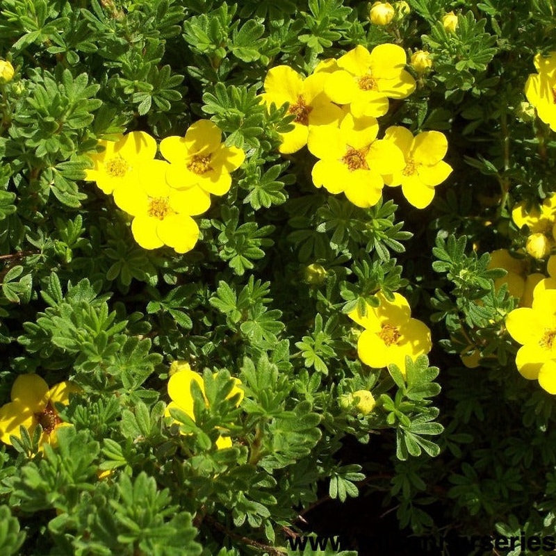 POTENTILLA FRUT. GOLDFINGER