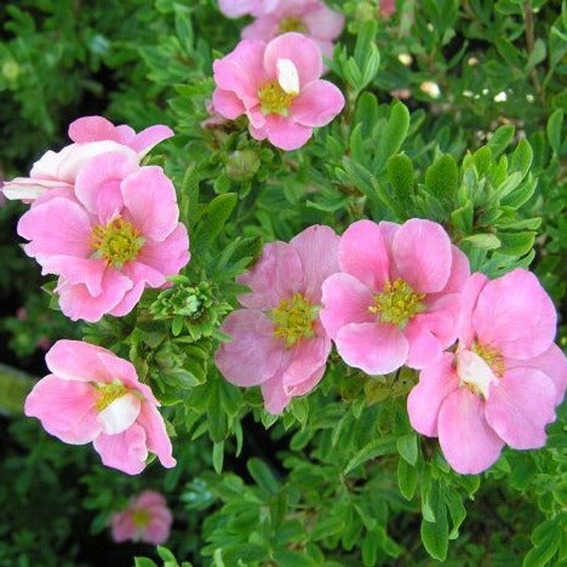 POTENTILLA FRUT. LOVELY PINK