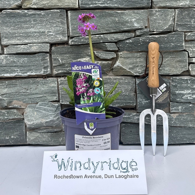 Primula Beesiana 2L