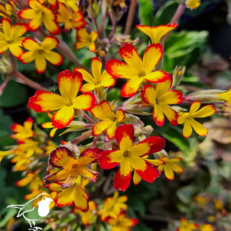Primula Oakleaf Yellow Picotee