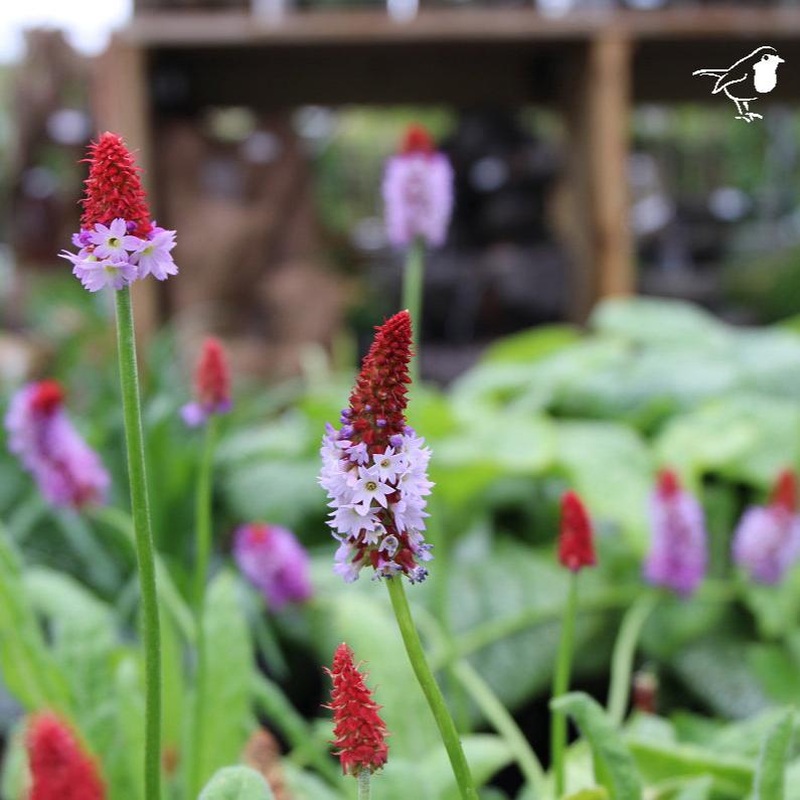 PRIMULA VIALII 3Ltr
