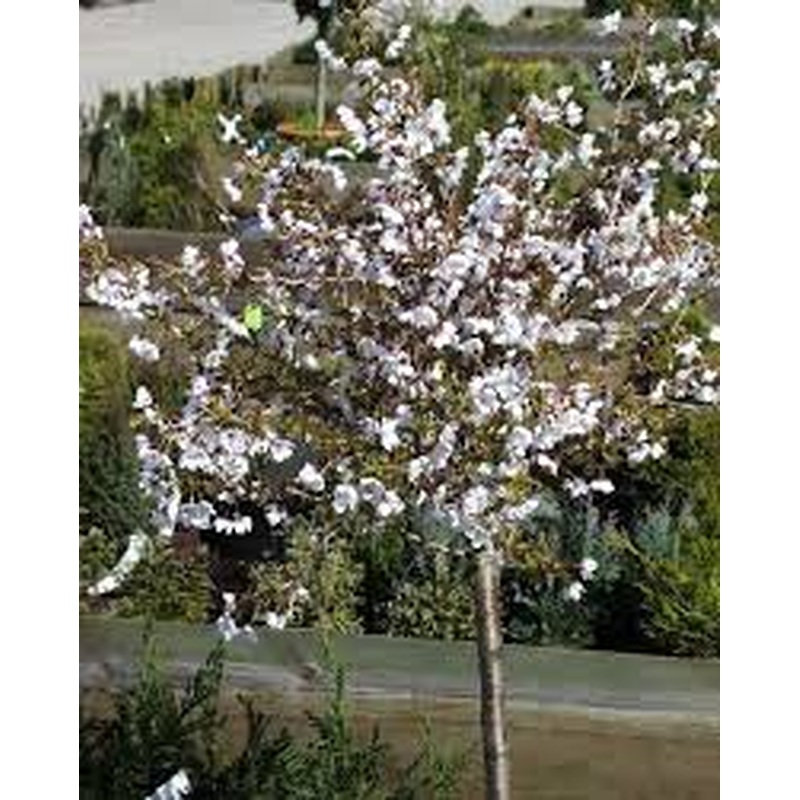 PRUNUS INCISA KUJOU-NO-MAI