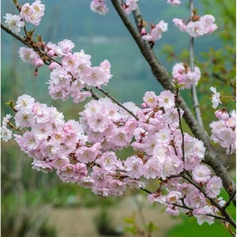 PRUNUS SERRULATA AUTUMNALIS ROSEA