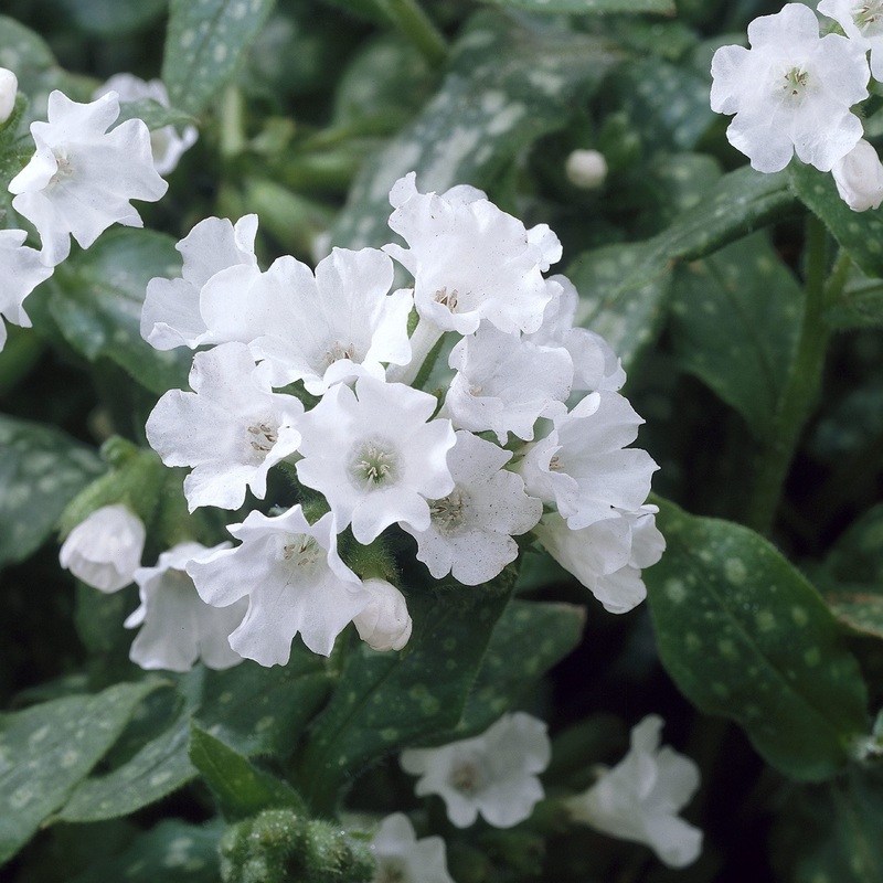Pulmonaria Sissinghurst White