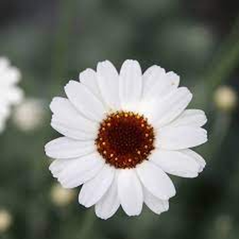 Rhodanthemum Casablanca 2L