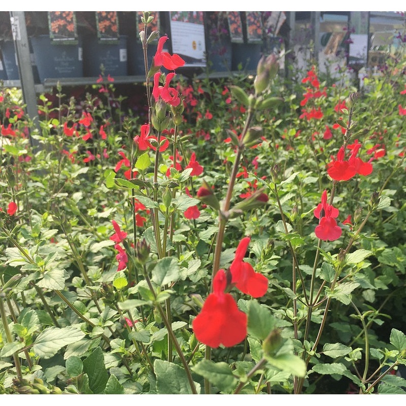 SALVIA micro. Hot Lips