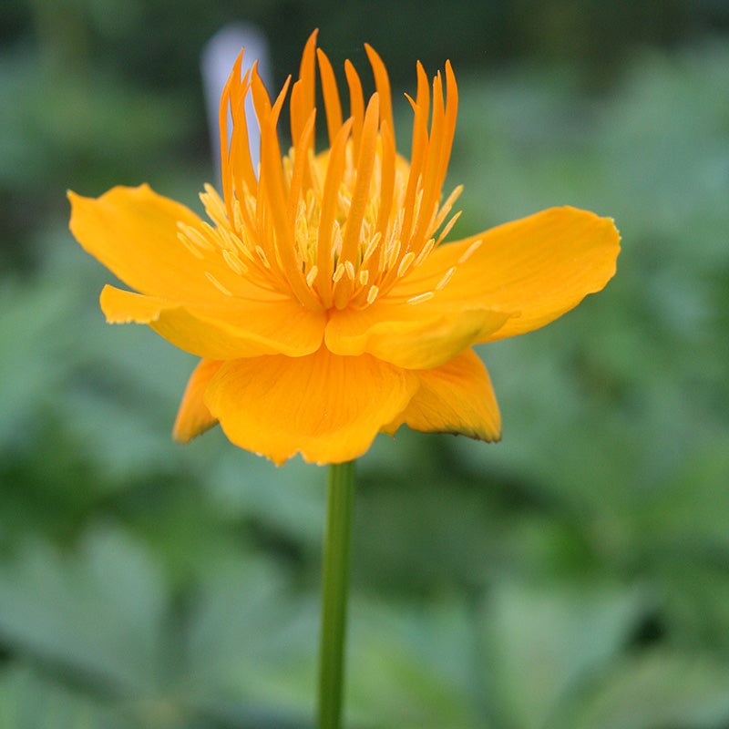 Trollius chin. Golden Queen 2L