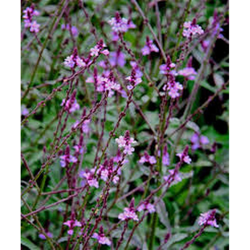 VERBENA BAMPTON