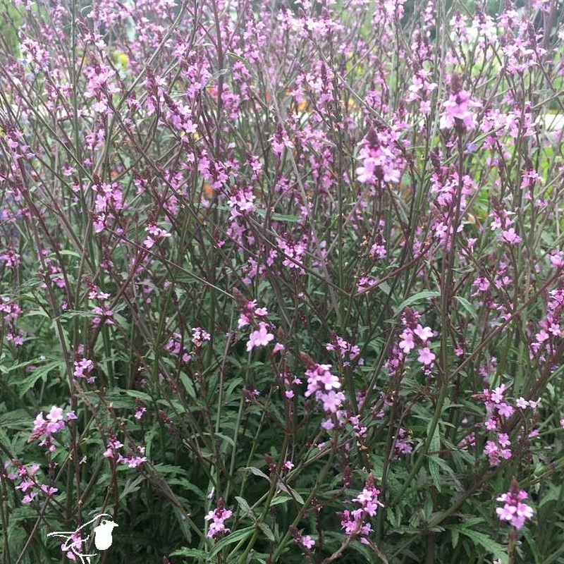 Verbena officinalis Bampton