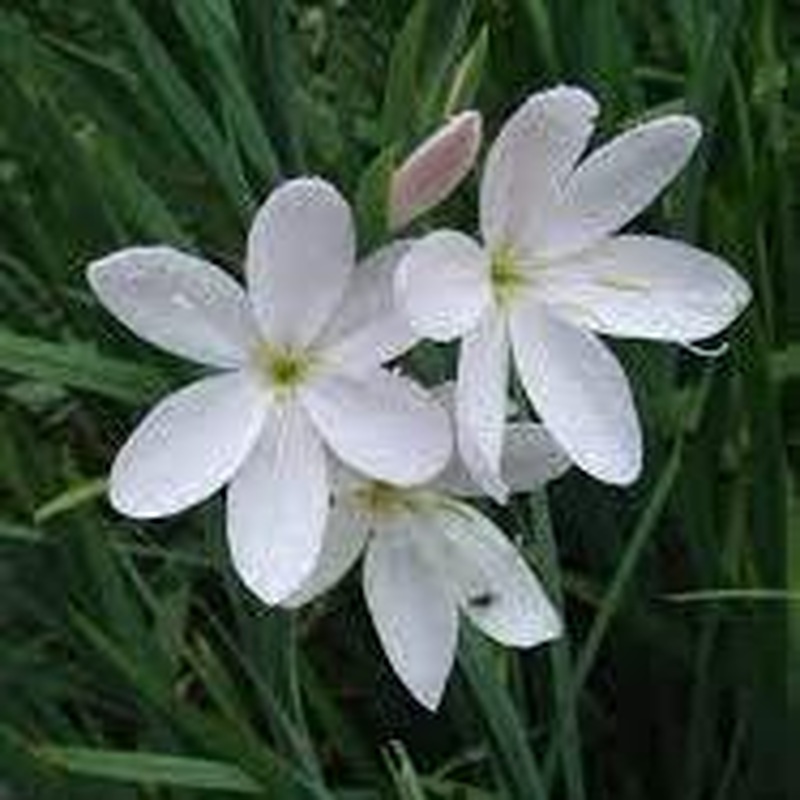 White Kaffir Lily Schizostylis Coccinea Alba (2Ltr Pot)