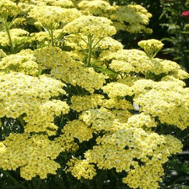 Achillea Sunny Seduction 2lt Pot