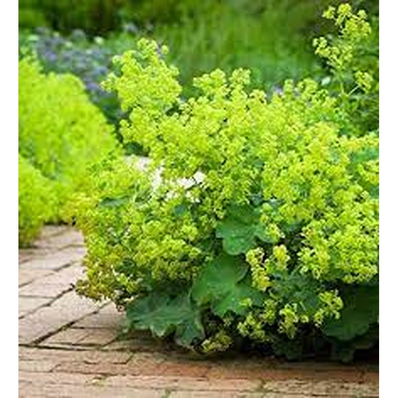ALCHEMILLA mollis