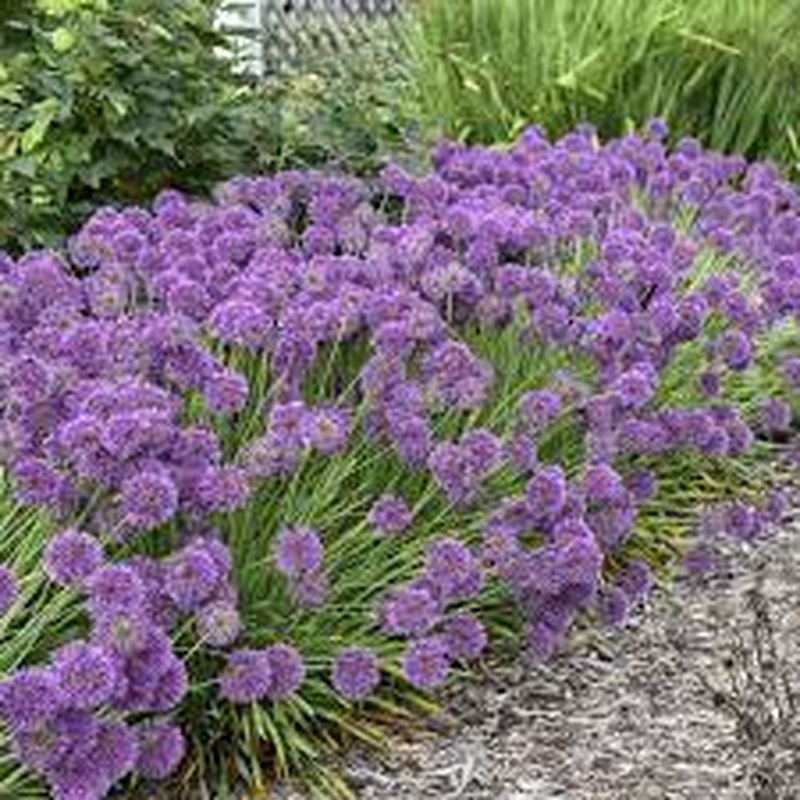 ALLIUM Lavender Bubbles
