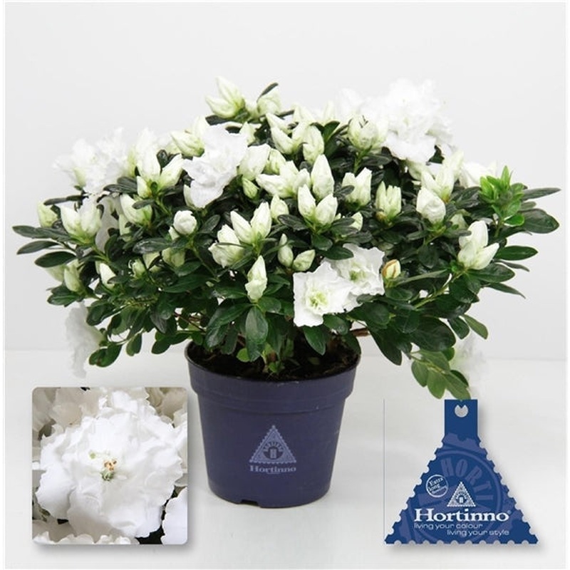 Azalea Hortinno Christine Belli