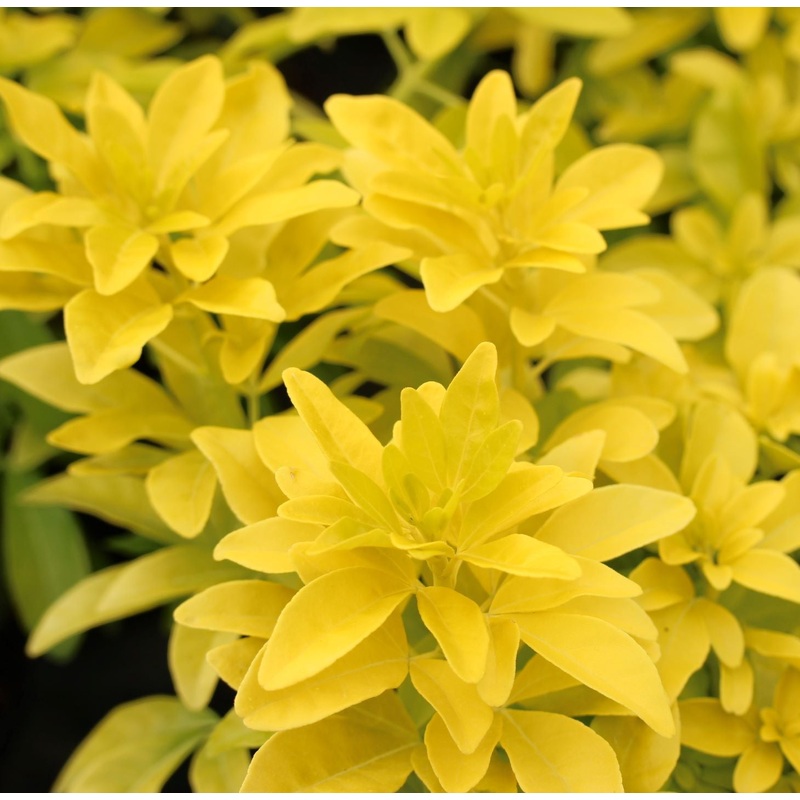 Choisya ternata Sundance