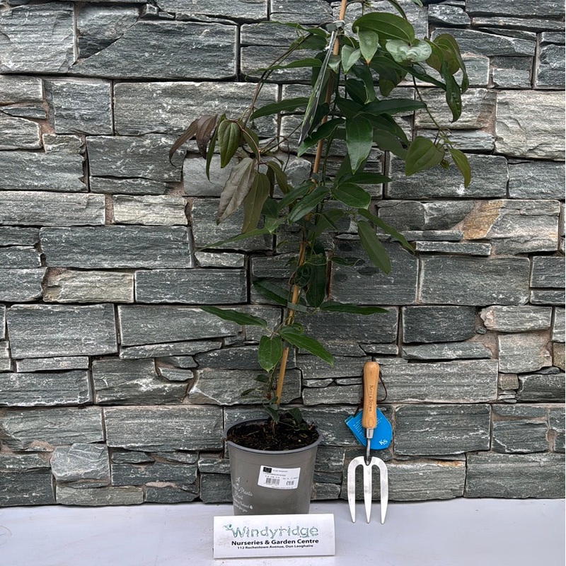 CLEMATIS ARMANDII APPLE BLOSSOM 3.5ltr