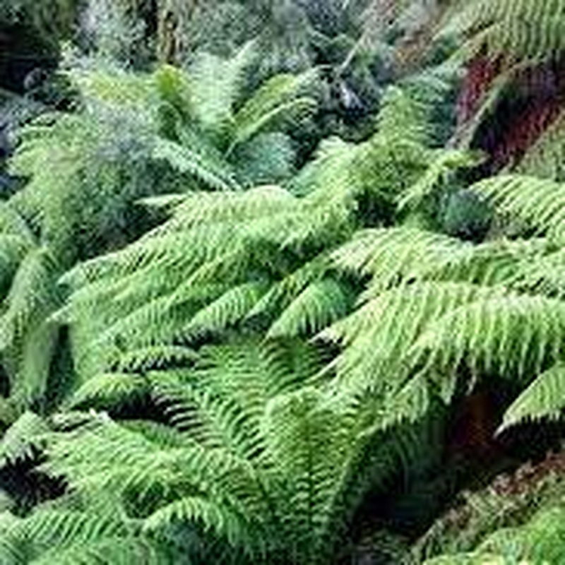 Dicksonia Antarctica 180 6 foot