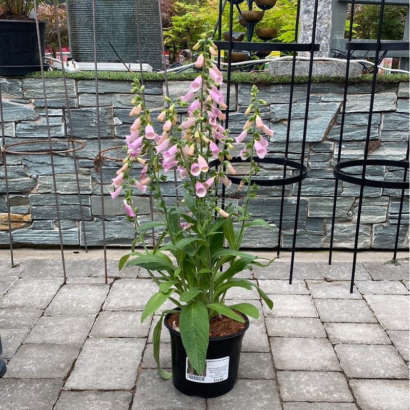 DIGITALIS Lucas Light Pink