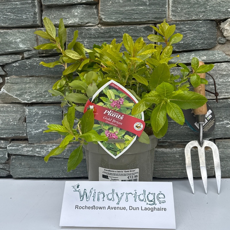 Escallonia Laevis Gold Brian