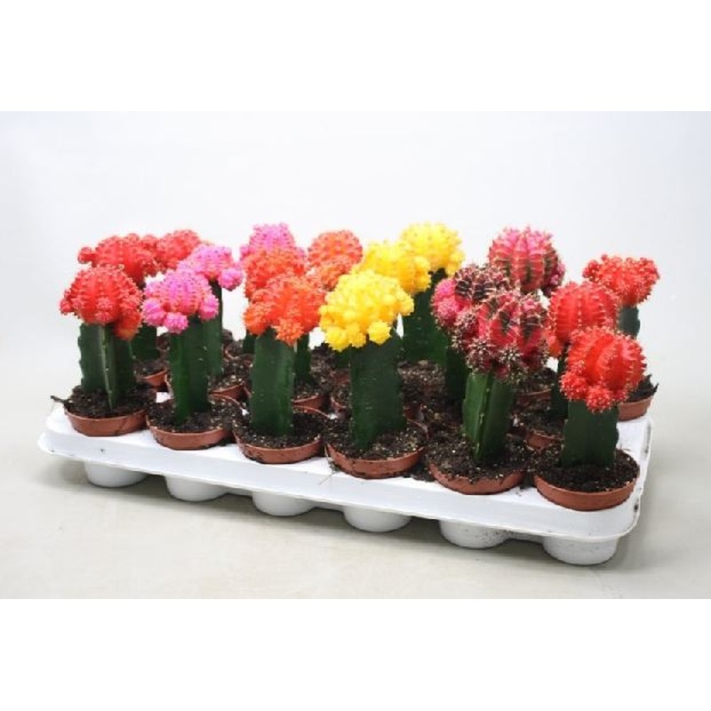 Gymnocalycium mix nr 653